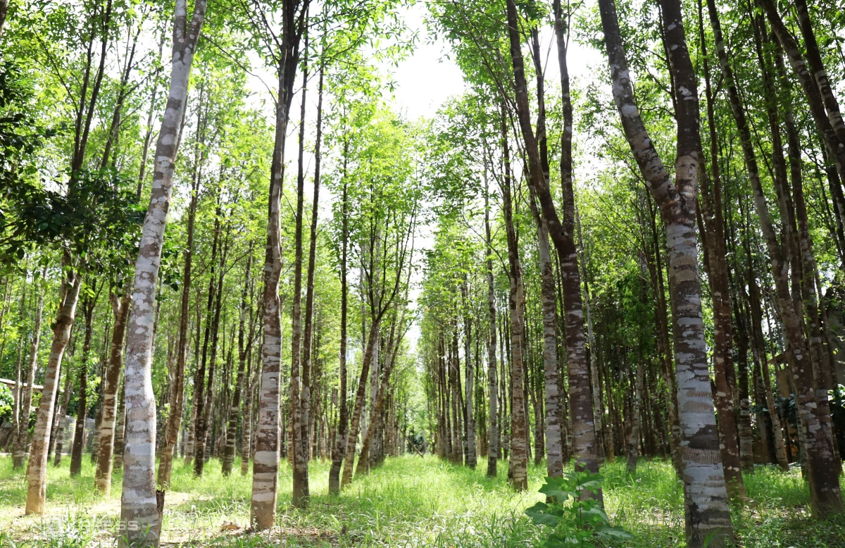 Đẽo gỗ tìm trầm hương